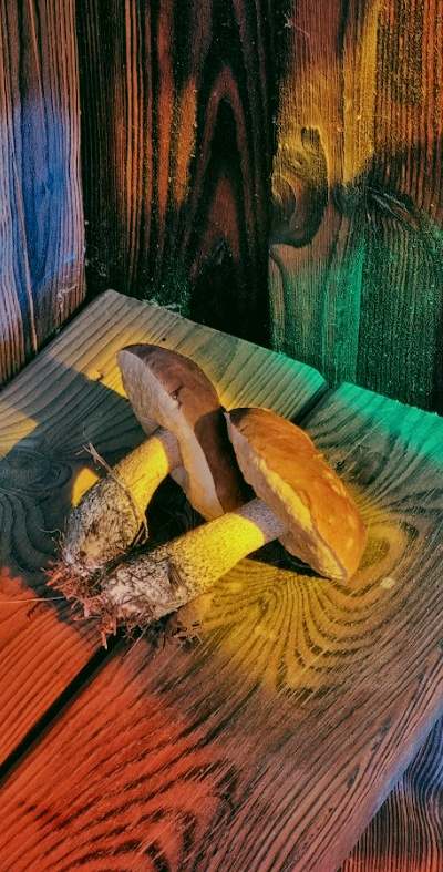 Wschód słońca i mgła nad łąką